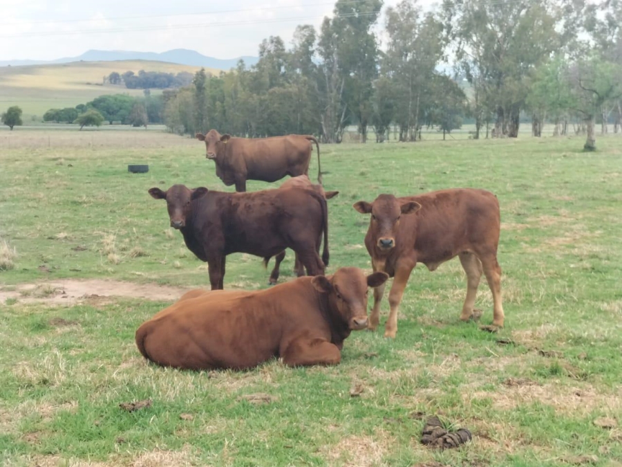 0 Bedroom Property for Sale in Bethlehem Rural Free State